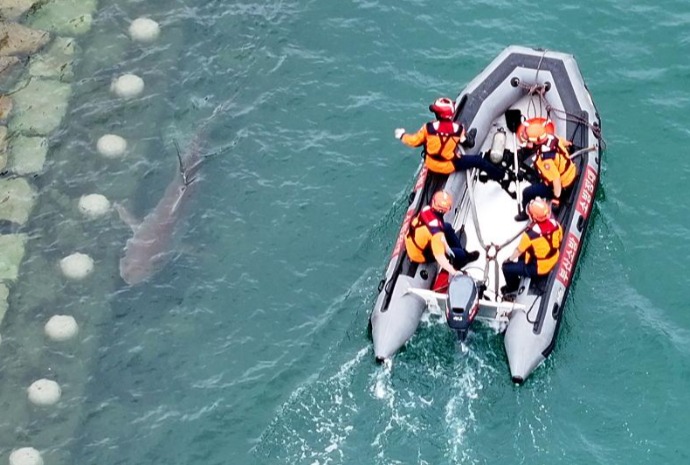 Stranded shark in Busan
