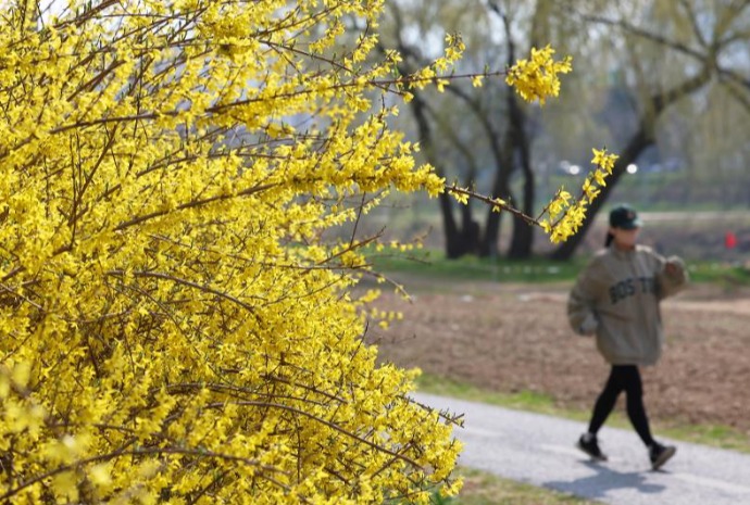 Forsythia-lined walking path