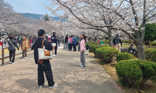 Annual cherry blossom festival in port city ushers in spring