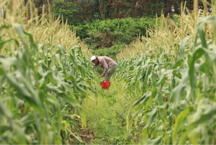 Harvest season for super sweet corn on Jeju Island