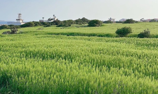 Gapado Barley Festival 