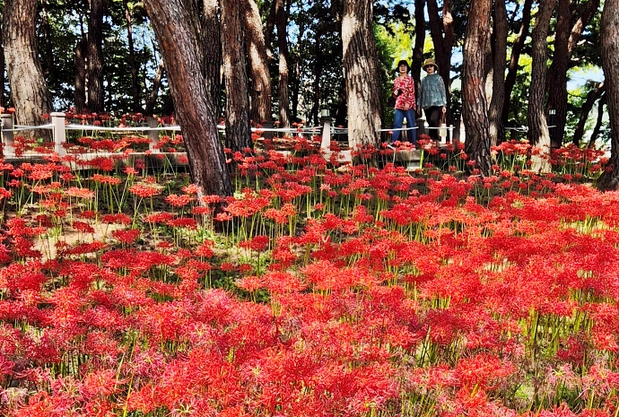 Fully bloomed magic lilies at Hanbat Arboretum in Daejeon