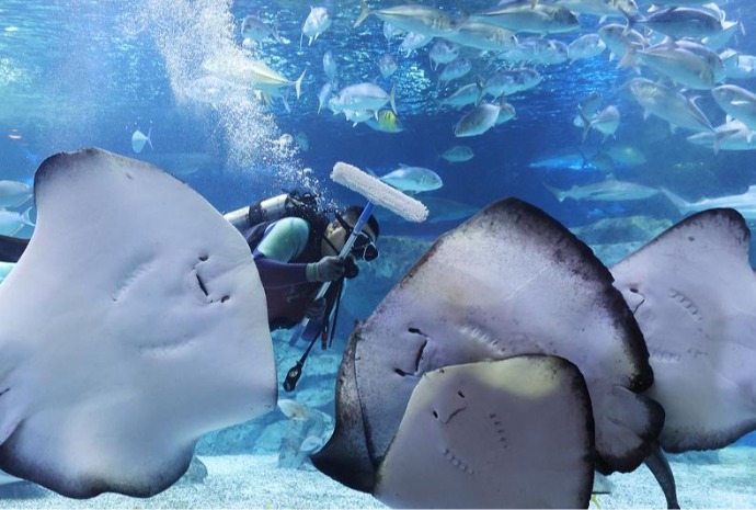 [사진으로 보는 한국]  "물고기도 신나요!" ··· 새해 맞이 수족관 청소