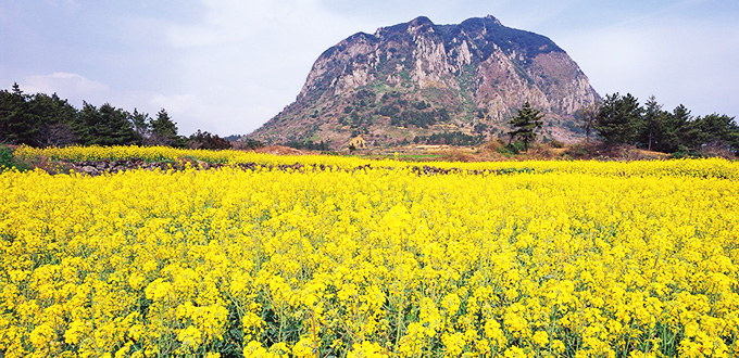 Jeju’s World Natural Heritage.jpg