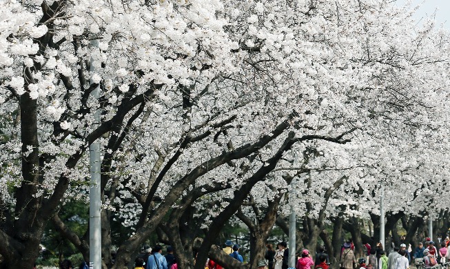 🎧 Cherry blossoms this year start blooming 5-7 days earlier than avg.