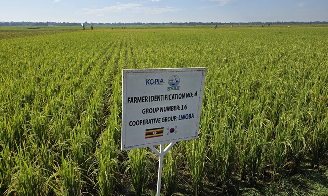 K-Ricebelt in 2024 harvests 3,562 tons of rice seeds in Africa