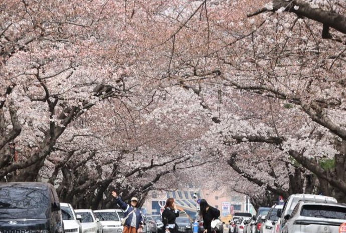Cherry blossoms in full bloom in Busan