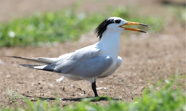 Study fully decodes genetic data of globally endangered bird