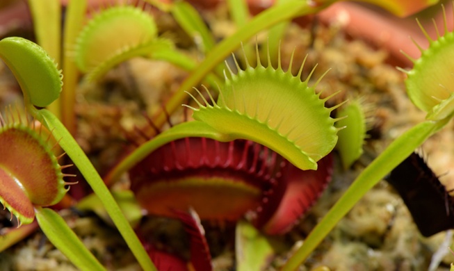 Team develops soft robotic material that acts like Venus flytrap