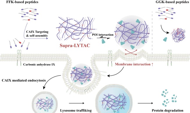 New cancer treatment targets protein that stifles bodily immunity