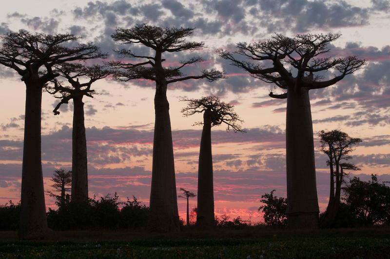 200825_baobabtree_in2