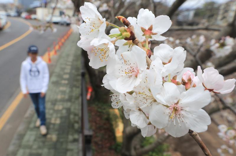 Cherry blossom starting to bloom on Jeju Island