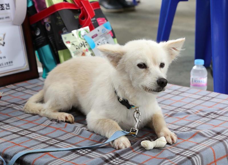 A dog that saved its owner's life appointed South Korea's first honorary rescue dog