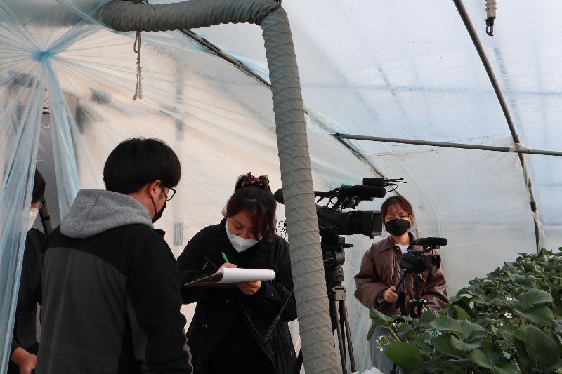 Korea.net staff writer Lee Kyoung Mi (center) in January at a strawberry field in Nonsan, Chungcheongnam-do Province, interviews someone for a story on why Korean strawberry exports to Southeast Asia have increased