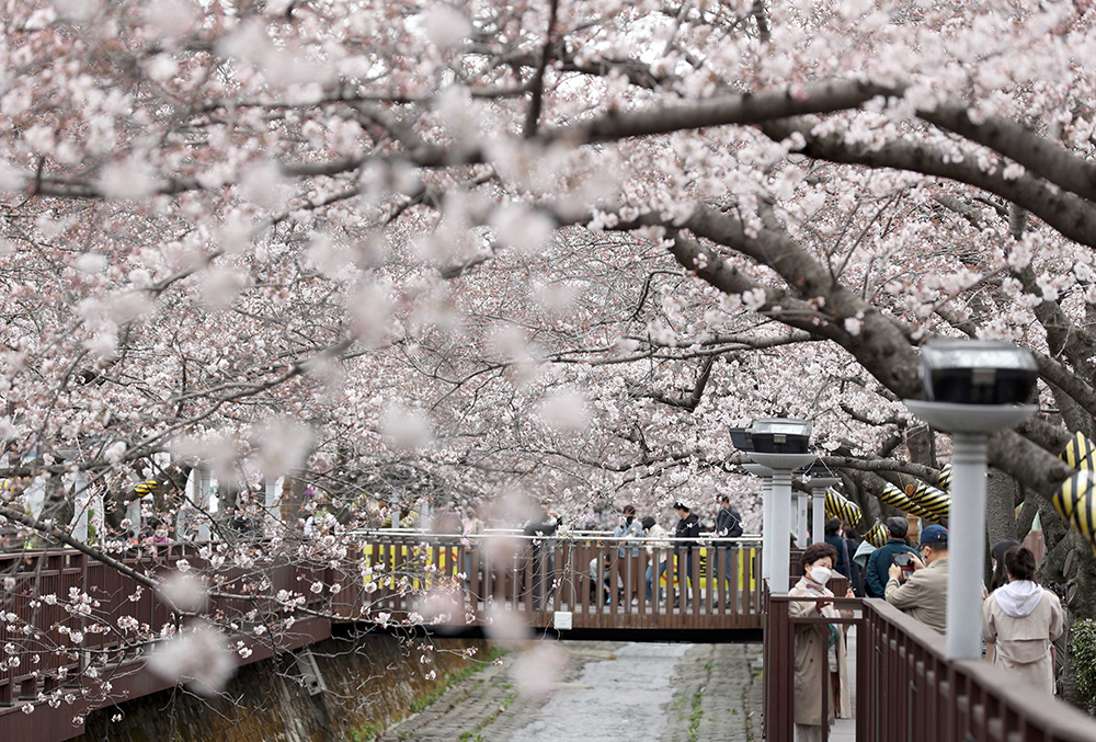 Cherry blossoms on the afternoon of March 28 are in full bloom around Romance Bridge of Yeojwacheon Stream 