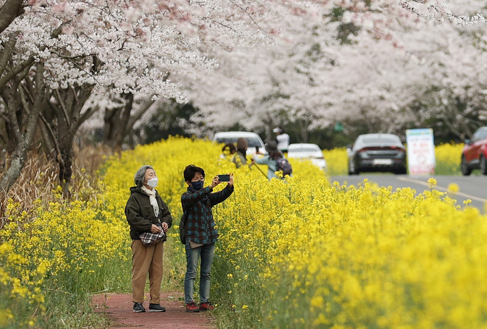 Springtime picnickers on March 31 take photos on the famed Noksan-ro Road, where canola flowers and cherry blossoms are in full bloom, near Jeongseok Aviation Pavilion in Seogwipo, Jeju Island.