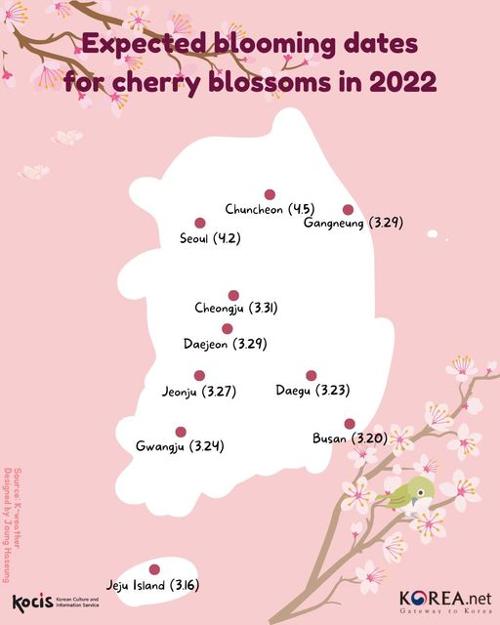 20220322_cherryblossom