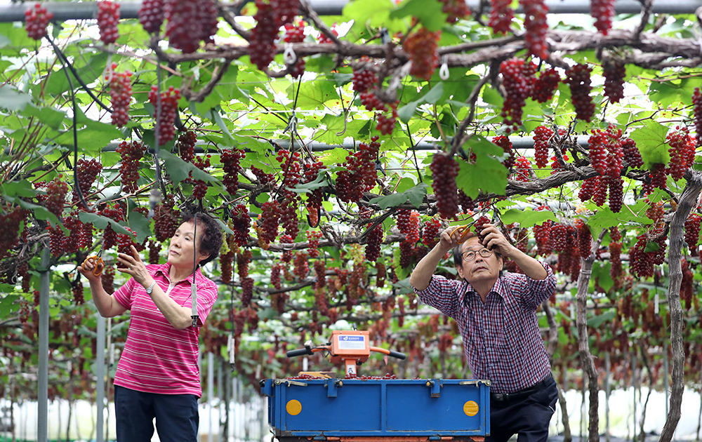 Song Seok-beom and his wife on April 13 harvest Delaware grapes at a farm in the Daebyeol-dong neighborhood of Daejeon's Dong-gu District.