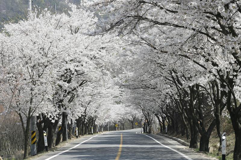 Cherry blossom road to Janggoksa Temple in Cheongyang-gun County, Chungcheongnam-do Province (Cheongyang-gun Office)