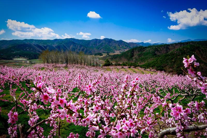 Peach blossom village in Yeongdeok-gun County, Gyeongsangbuk-do Province (Yeongdeok-gun Office)