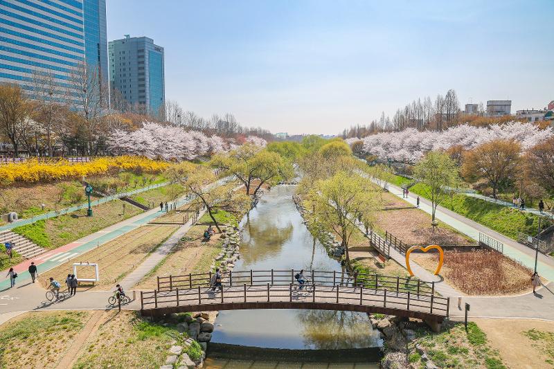 Cherry blossom road along Yangjaecheon Stream in Seoul's Seocho-gu District (Seocho-gu Office)