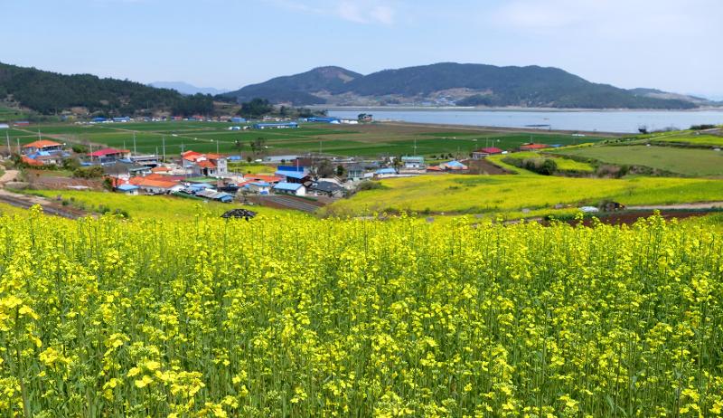 Canola flower village in the Seonhak-dong neighborhood of Jangheung-gun County, Jeollanam-do Province (Jangheung-gun Office)