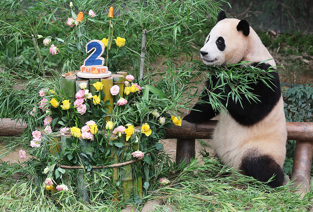 The baby panda Fu Bao on the morning of July 20 eats a birthday cake made of bamboo and carrots to mark her second birthday at Everland