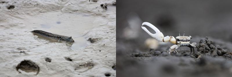 Mudskippers (left) and milky fiddler crabs are often see in the mudflat when the tide ebbs. The male milky fiddler crab has one claw larger than the other. (Sinan-gun County) 