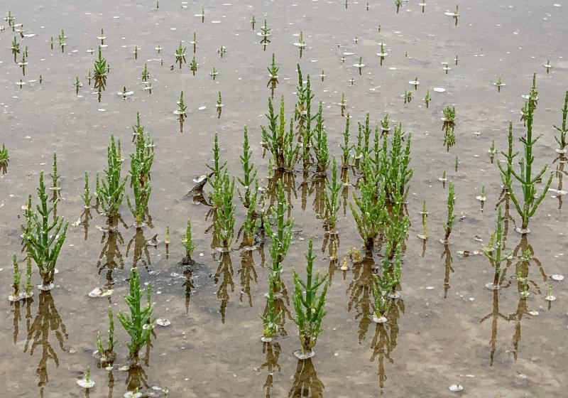 Hamcho (aquatic plants) are easily found at salt farms in Shinan-gun County. They are about the size of a palm and sturdy with a texture similar to sedum if you bite it. (Jung Joo-ri)