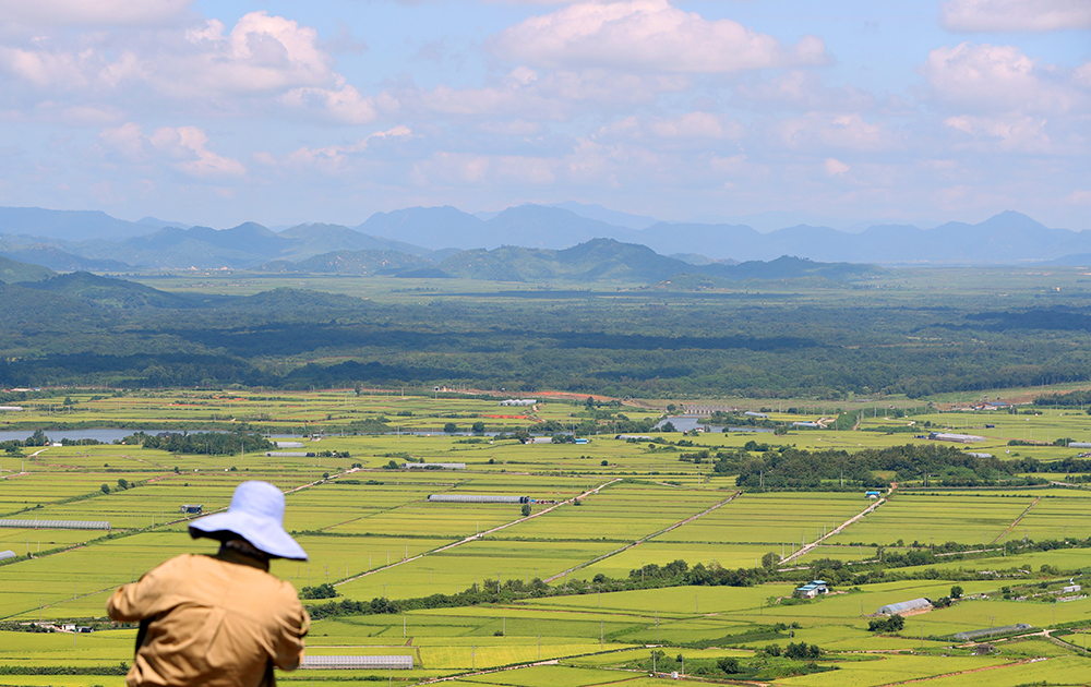 tCheorwon Plain as seen on Aug. 23 from an observatory on Soisan Mountain in Cheorwon-gun County, Gangwon-do Province looks yellow under the hot sun.