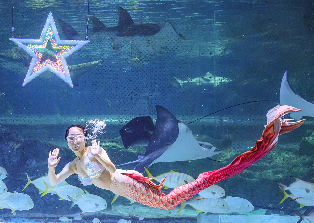 An aquarium manager dressed as a mermaid on Aug. 26 gives a unique show ahead of the Chuseok (Korean Thanksgiving) holidays at the COEX Aquarium in Seoul's Gangnam-gu District. 