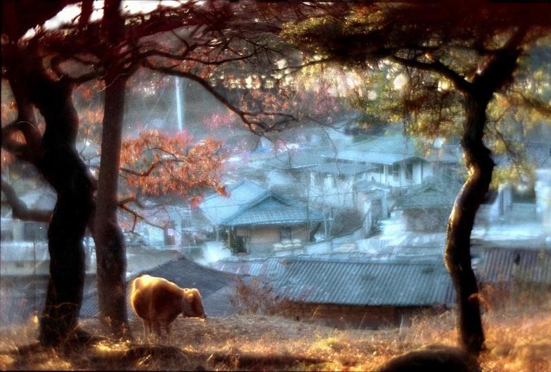 This photo was taken on a morning in 1999 at a village 250 km away from Seoul. Viktor An said he could not remember the place's name so he named it 