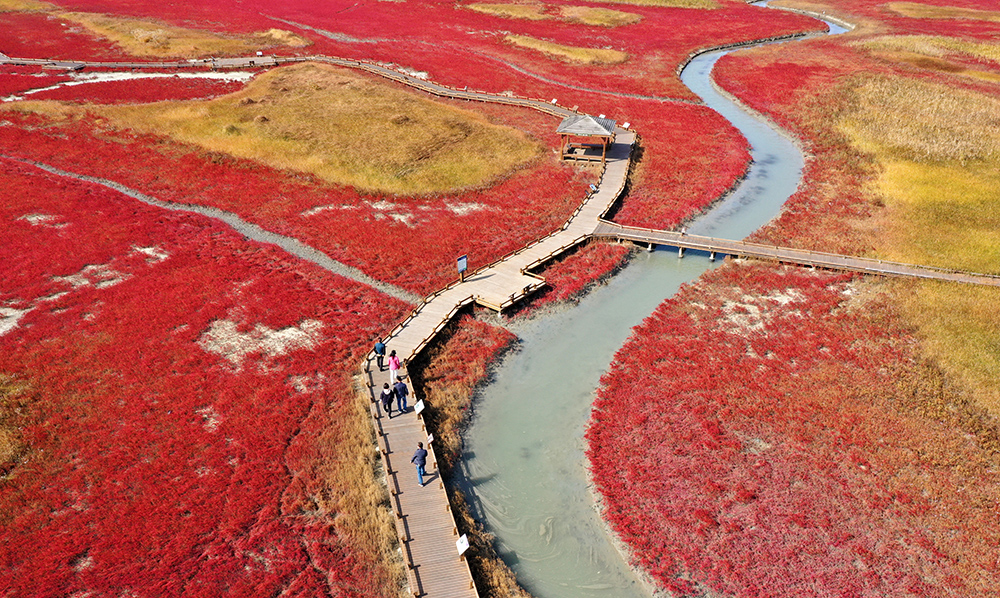 Hamcho (aquatic plants) and East Asian seepweed at Taepyeong Yeomsaeng Botanical Garden of Jeungdo-myeon Township in Sinan-gun County, Jeollanam-do Province, on Nov. 3 display a crimson reddish color in fall.