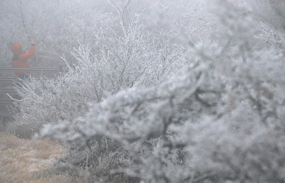 A tourist to 1100 Altitude Wetland on Hallasan Mountain of Jeju Island on the morning of Nov. 30 films snowflakes after the first snowfall of winter hit the island's mountainous areas.