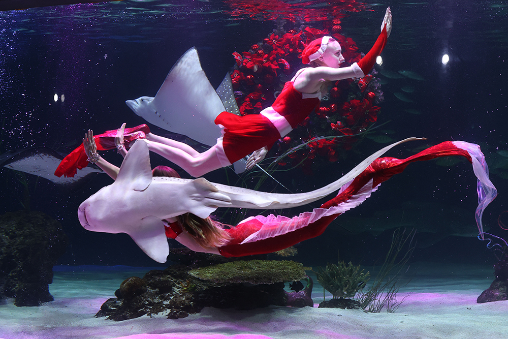 Staff at Aqua Planet 63 in the Yeouido neighborhood of Seoul's Yeongdeungpo-gu District on Dec. 8 dress as Santa Claus and a mermaid and give the performance 