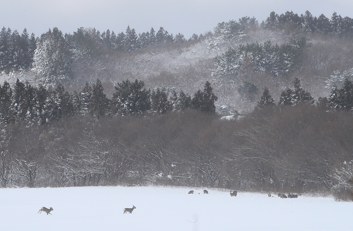 A herd of roe deer on Dec. 23 gathers at a ranch with heavy snow in Pyoseon-myeon Township of Seogwipo, Jeju Island.