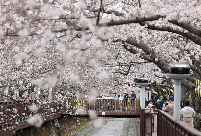 Cherry blossoms on the afternoon of March 28 are in full bloom around Romance Bridge at Yeojwacheon Stream in Jinhae-gu District of Changwon, Gyeongsangnam-do Province. With 1.2 km-long lineup of cherry blossom trees alongside it, the stream is a cherry blossom hotspot that attracts numerous tourists in spring. The annual Jinhae Gunhangje (Cherry Blossom) Festival, the nation's biggest event of its kind, was canceled this year due to COVID-19. (Yonhap News)