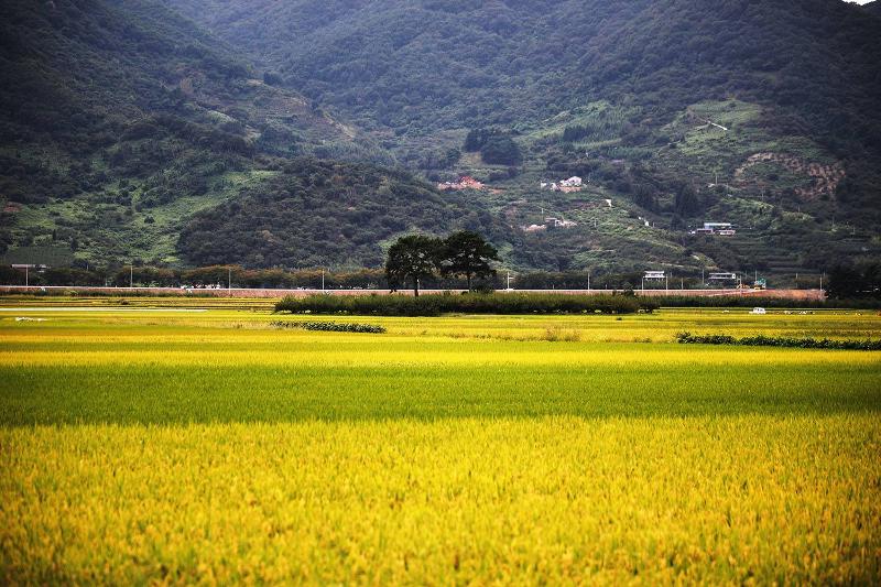 The green fields of Pyeongsa-ri Village are part of the setting of the epic novel 