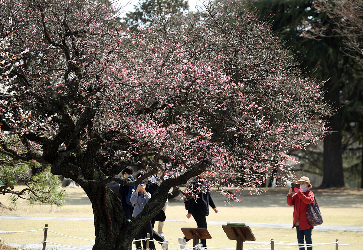 People on the afternoon of March 15 take photos of a CNU hongmae (red apricot) tree at Chonnam National University in Gwangju's Buk-gu District.