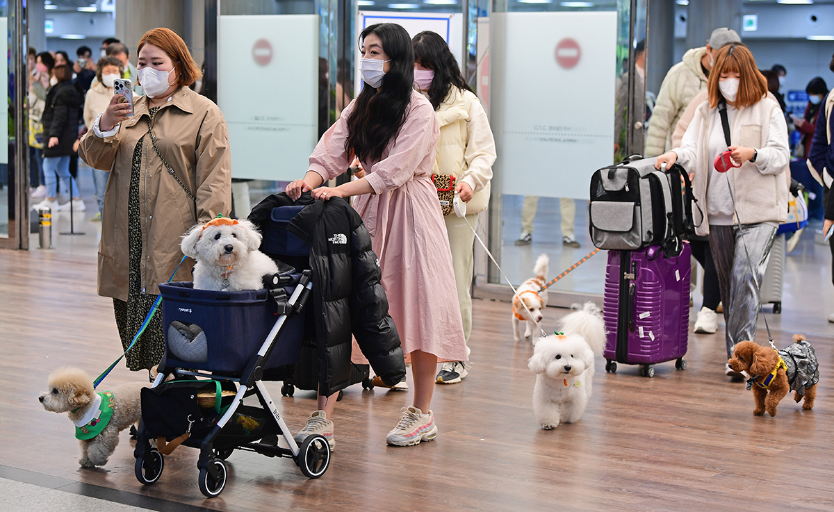 Passengers on the afternoon of March 16 gather at the arrival section of Jeju International Airport on Jeju Island after taking a chartered flight for those traveling with pet dogs.