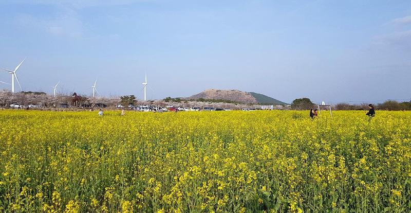 Featuring Jeju Island's main spring flower canola flower, the Seogwipo Canola Flower Festival will be held from March 31 to April 2 at the flower field of Pyoseon-myeon Township in the island's No. 2 city Seogwipo. (Visit Jeju) 