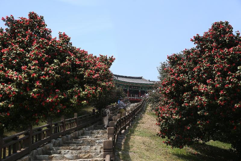 The 21st annual Seocheon Camellia and Webfoot Octopus Festival (unofficial translation) will be opened on April 2 in the village of Malyang-li in Seo-meyon Township of Seocheon-gun County, Chungcheongnam-do Province. The village is known as the northern boundary of camellias that grow naturally on the nation's southern coast and islands. (Seocheon-gun County)