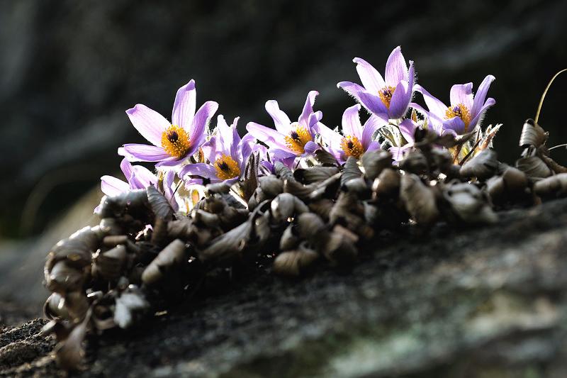 Pasqueflowers in the counties of Yeongwon-gun, Pyeongchang-gun and Jeongseon-gun, Gangwon-do Province, are wildflowers that grow only in Korea. (Jeongseon-gun County) 