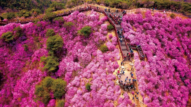 The 13th Goryeosan Mountain Azalea Festival will be held from April 15-23 at the mountain on Ganghwa-do Island off the coast of Incheon. (Incheon Tourism Organization)