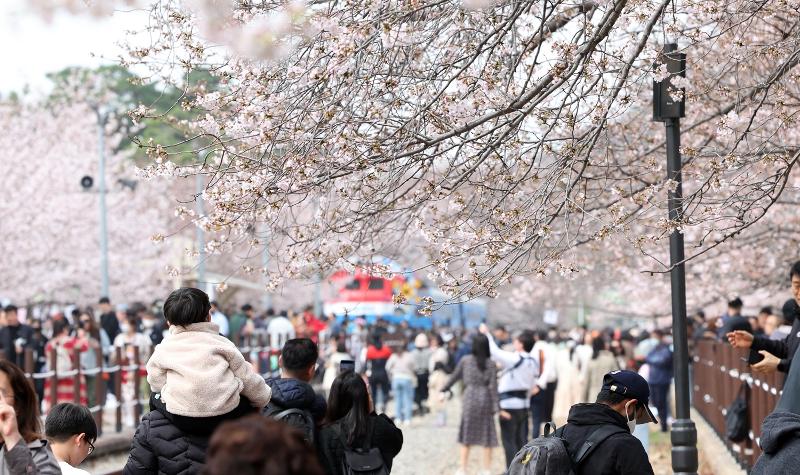 The 61st annual Jinhae Gunhangje (Cherry Blossom) Festival is held at Gyeonghwa Station Park in Changwon, Gyeongsangnam-do Province. A closed railroad track along a road filled with cherry blossoms is called the 