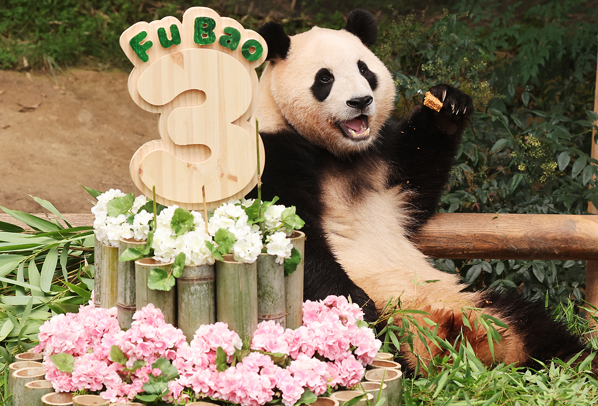 Giant panda baby Fu Bao on July 20 eats a cake made of bamboo and carrots prepared by her handlers on her third birthday at the theme park and zoo Everland in Yongin, Gyeonggi-do Province.