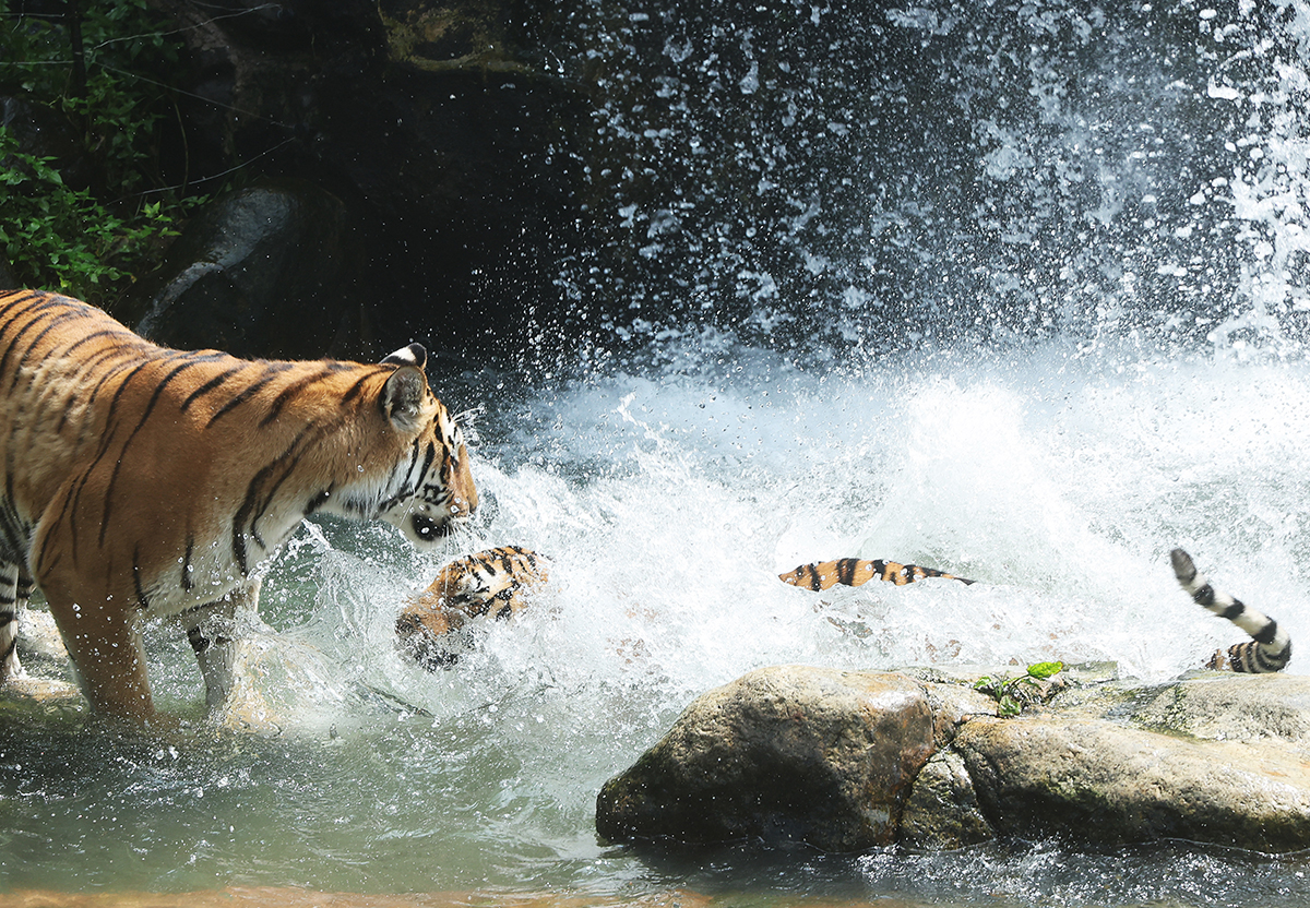 Korean tigers cool off in the water at Everland in Yongin, Gyeonggi-do Province, a day ahead of International Tiger Day.
