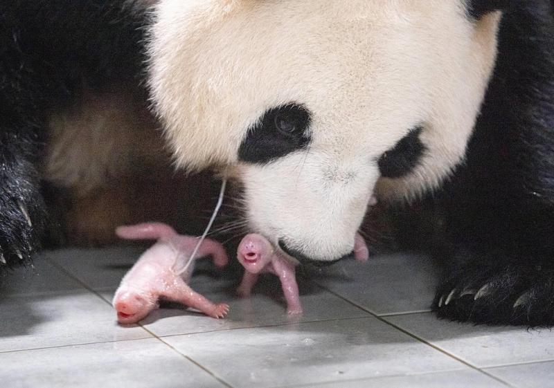 ▲Mother Ai Bao on July 7 gives birth to the first twin giant pandas born in the country at the theme park Everland in Yongin, Gyeonggi-do Province.