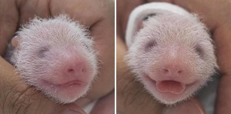 ▲ The first twin giant panda is on the left and the other on the right.