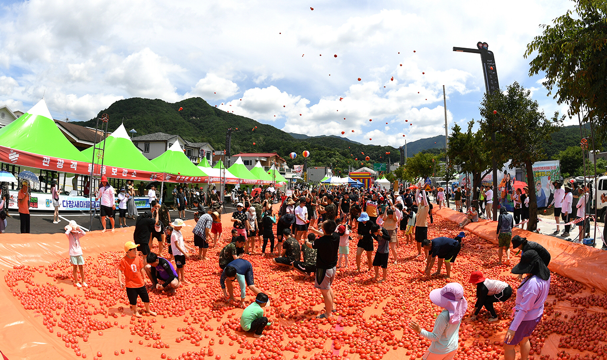 Visitors to this year's Hwacheon Tomato Festival on Aug. 4. try to find a gold ring hidden inside of one of the tomatoes spread out in the township of Sanae-myeon in Hwacheon-gun County, Gangwon-do Province. To run from Aug. 4-6, the event has 20 programs under six themes.